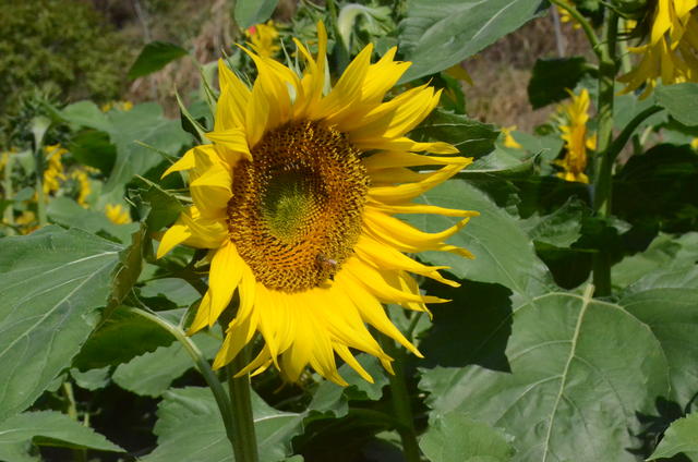 每天吃雪蛤炖桃胶会不会腹泻 奘灵水苏糖手机版